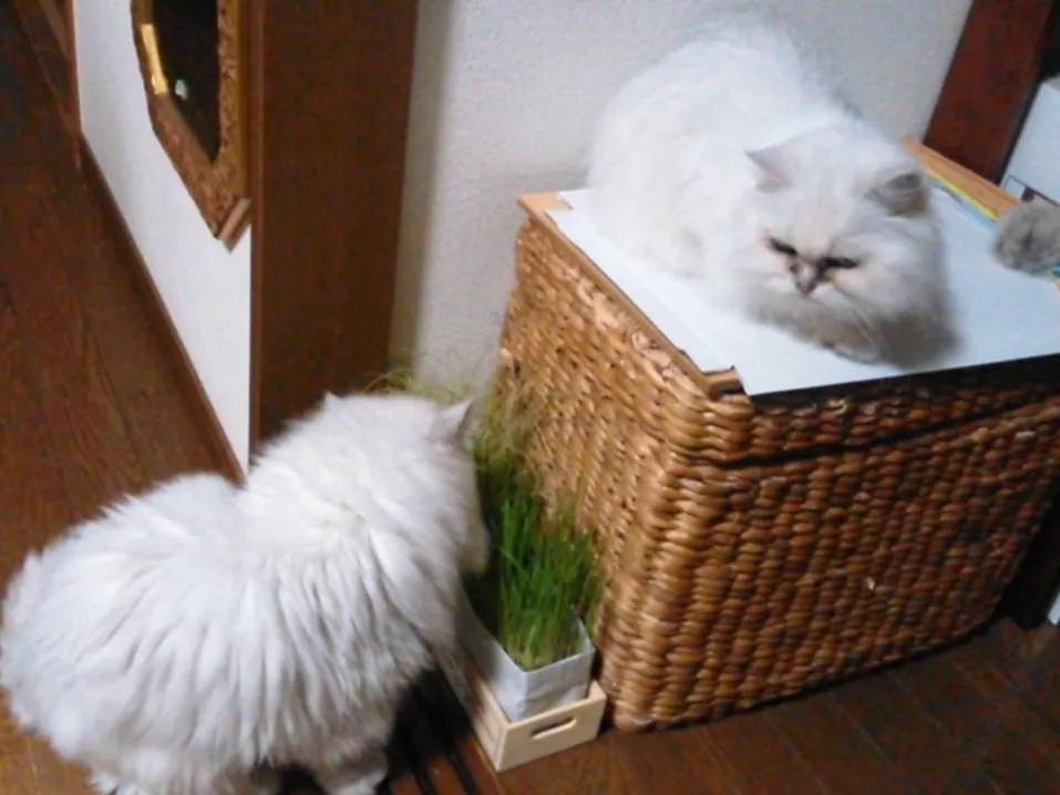 皮膚裂傷の危険因子