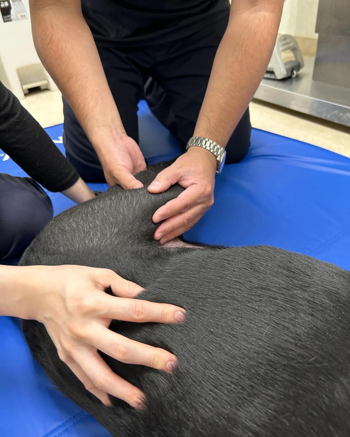 昨日のみなみ野動物病院