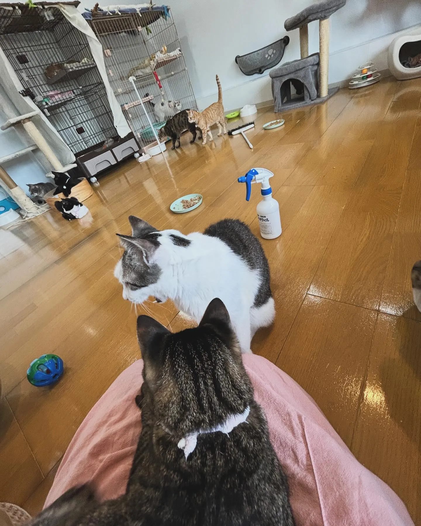 たんぽぽキャットクリニックさんでのお世話の様子です。