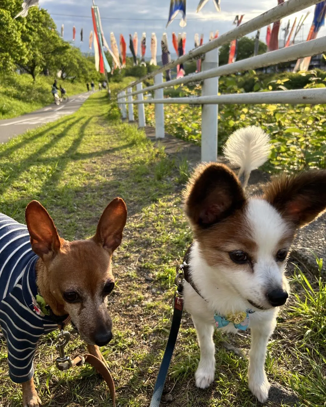 多摩御陵近くの浅川では鯉のぼりが出ています。