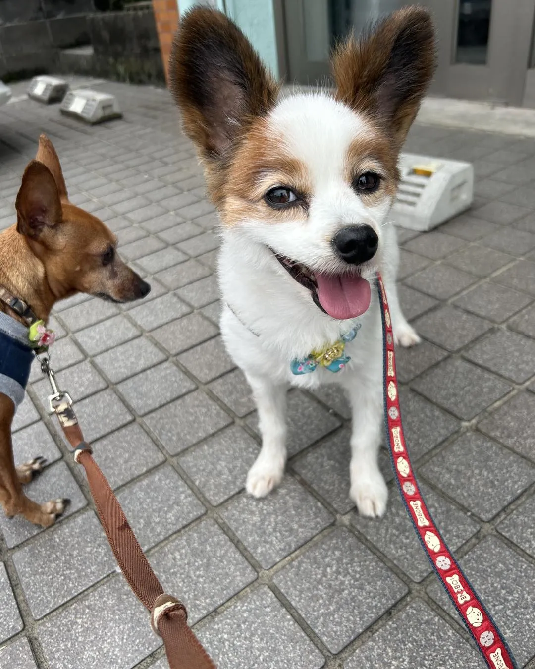 さくら動物病院にうちの子を連れていました。