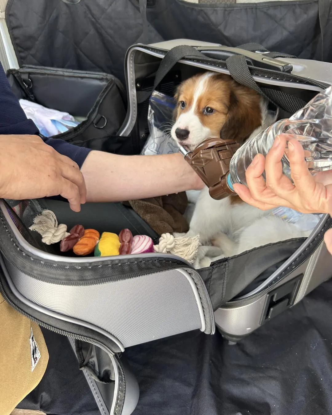 大谷翔平さんの愛犬デコピンと同じ犬種