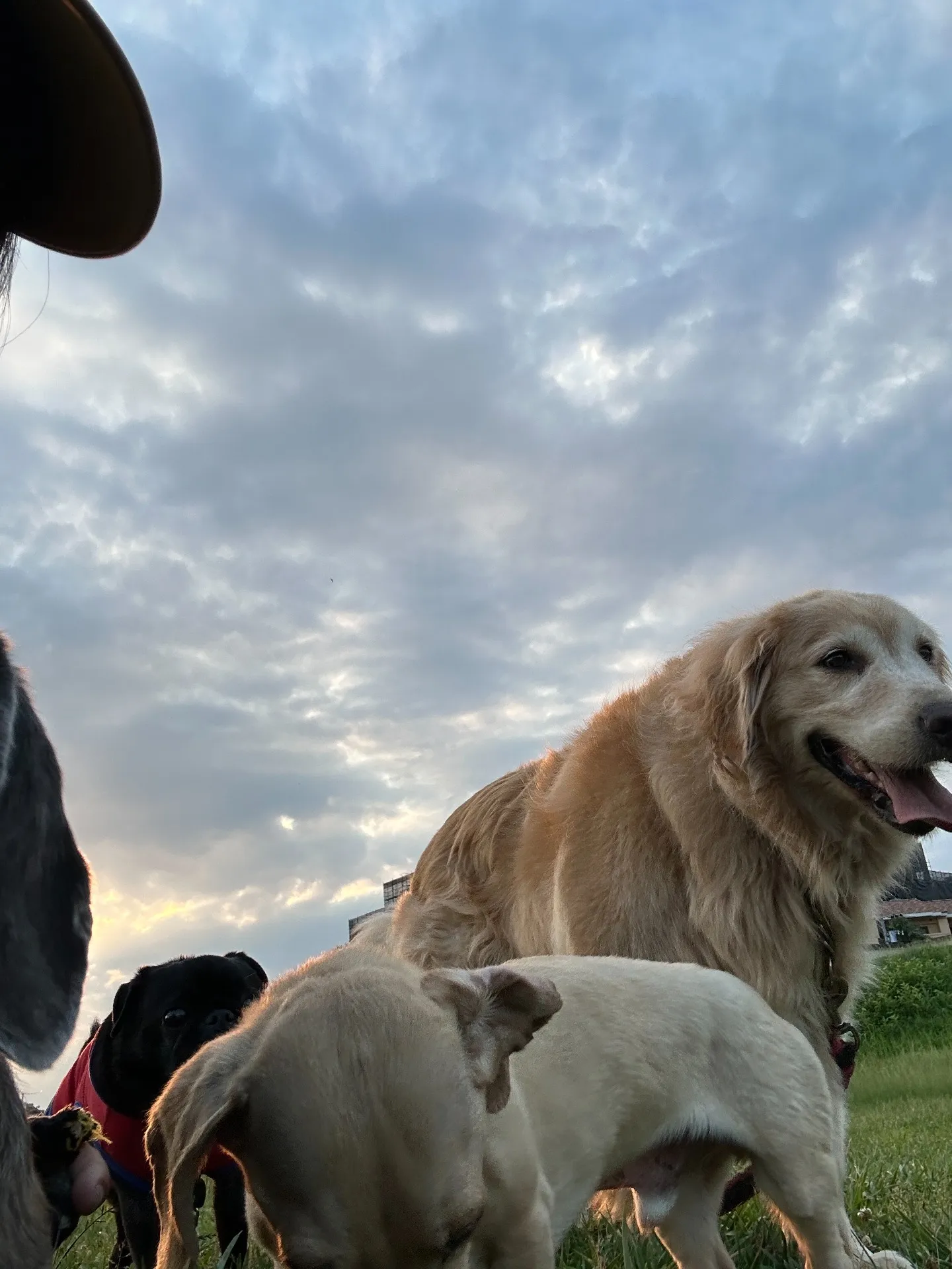 愛犬と過ごす至福のひととき：ペット同伴カフェの魅力