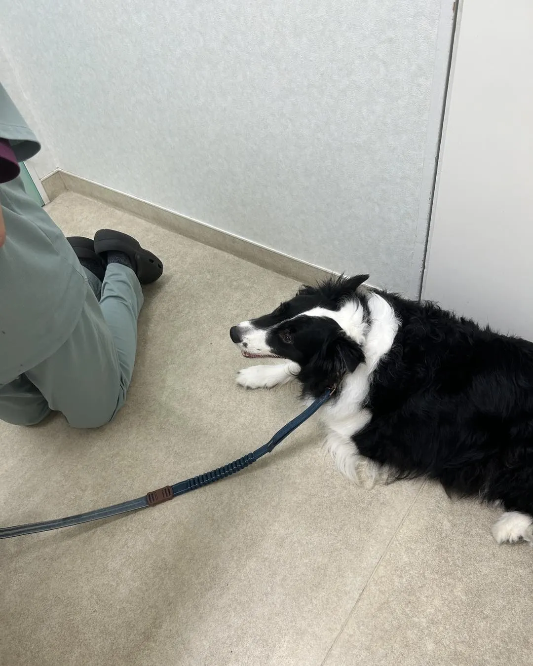 みなみ野動物病院です。