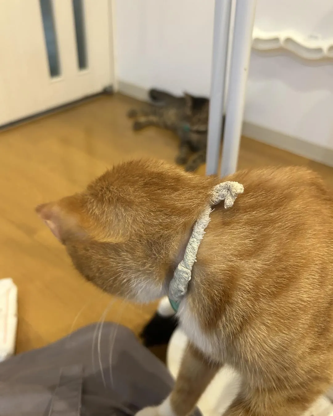 たんぽぽキャットクリニックさんです。