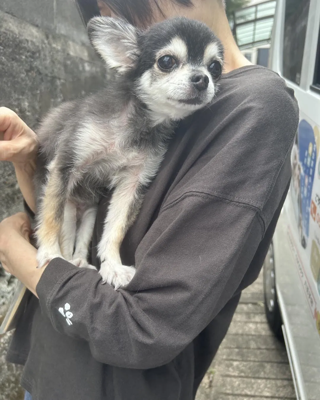 みなみ野動物病院常連さん、モカちゃんの妹杏ちゃんです。