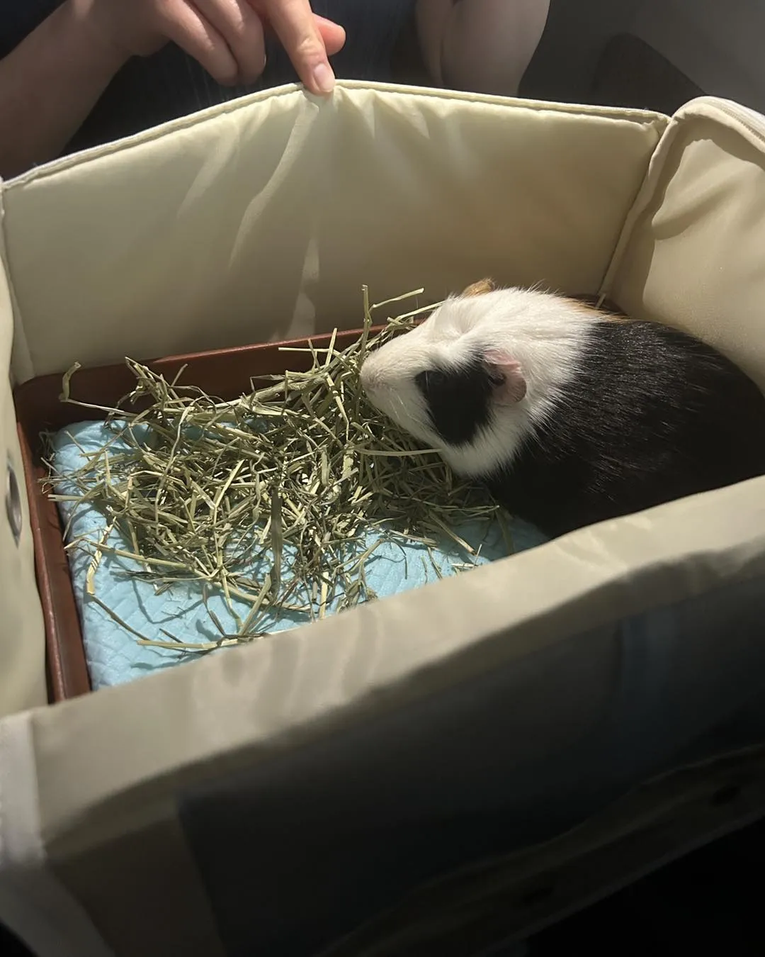 みわエキゾチック動物病院近くの駐車場です。