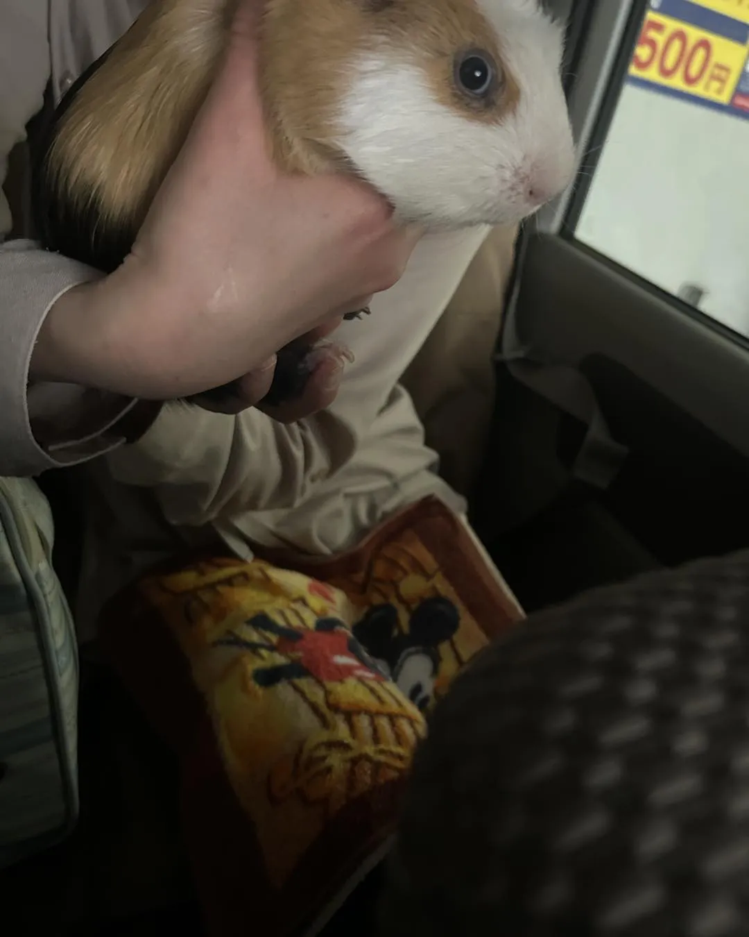 みわエキゾチック動物病院近くの駐車場です。