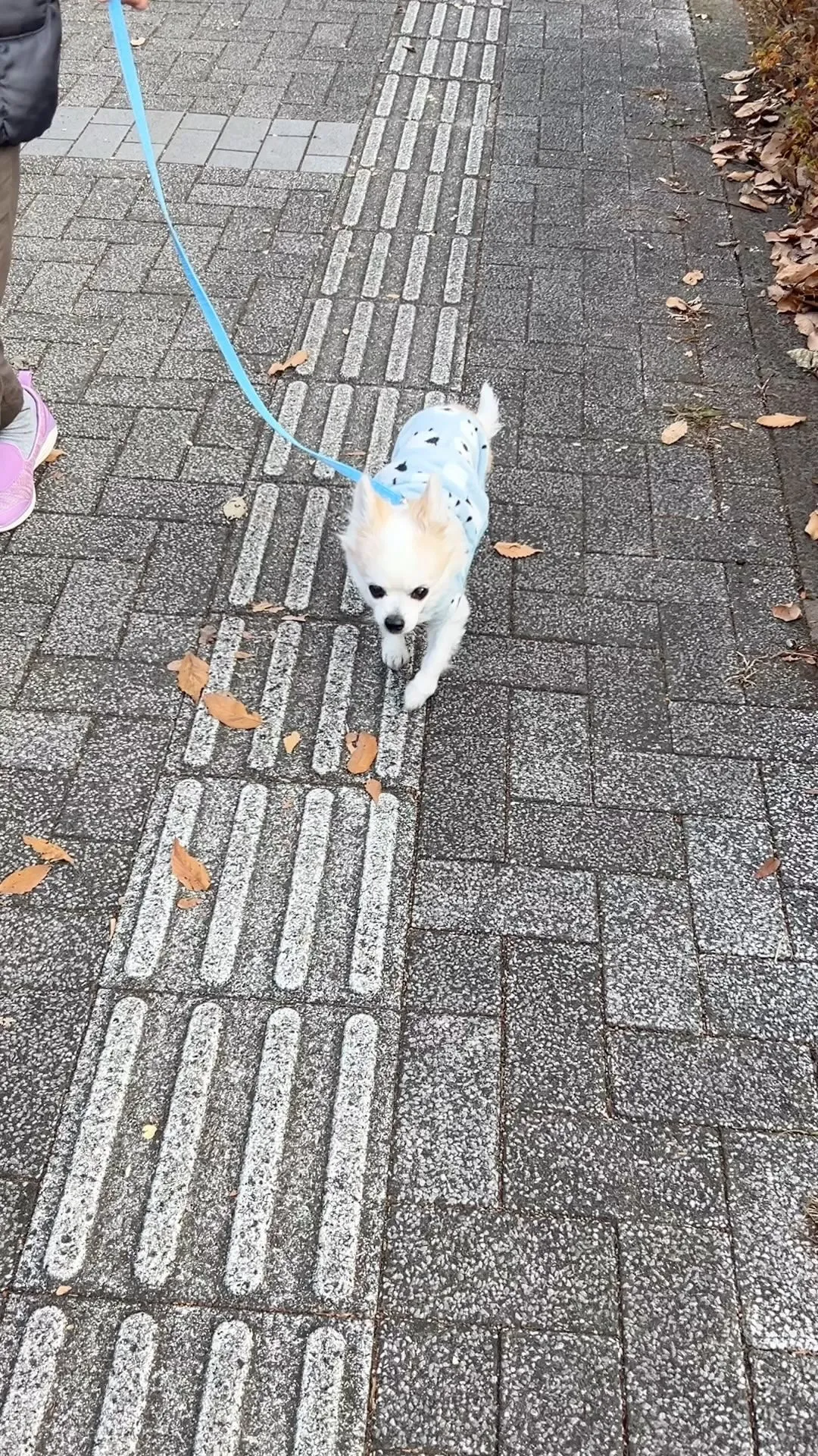 昨日、みなみ野動物病院で検査待ちの間に、お散歩に行きました。